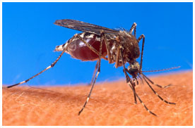 Aedes aegypti